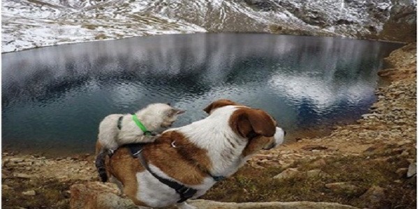 5 Potret Akur Anjing Dan Kucing Ini Posenya Ngegemesin