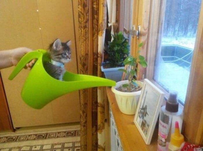 10 Tingkah Kocak Kucing Ini Seolah Olah Berbicara Lewat Ekspresi