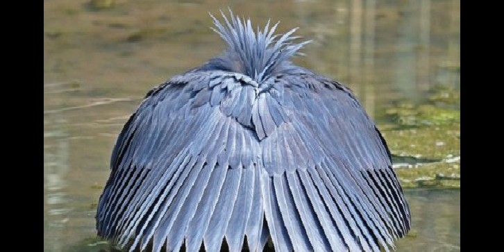 6 Burung paling unik di dunia, warna bulunya indah banget