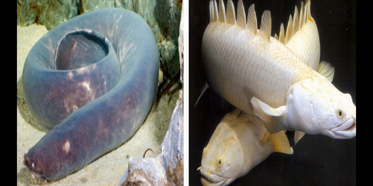 9 Ikan purba  ini masih  hidup hingga sekarang bentuknya 