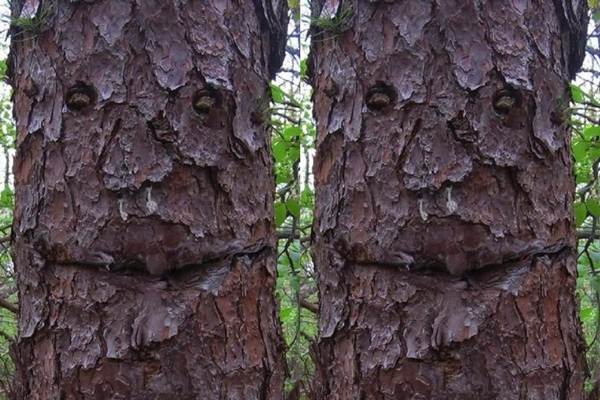 7 Pohon ini punya batang yang mirip wajah makhluk hidup