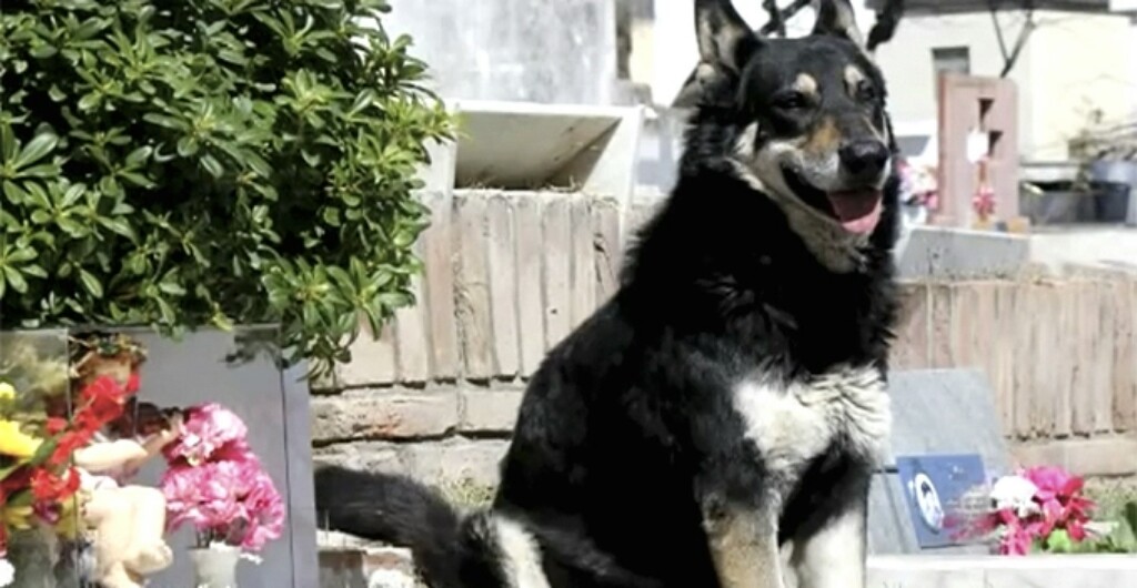 Anjing ini setia menunggu di kuburan pemiliknya hingga 11 tahun