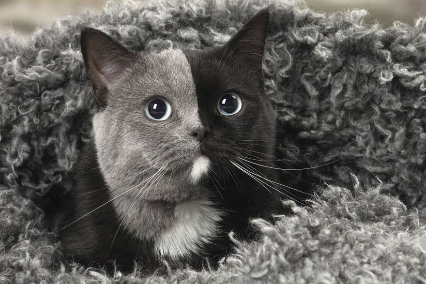 Unik banget, kucing ini lahir dengan 'dua wajah' 