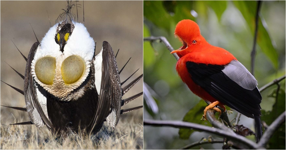 10 Jenis burung dari berbagai belahan dunia ini bentuknya aneh & unik