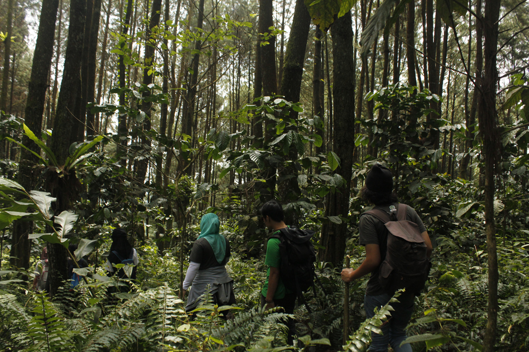 Hutan Indonesia, terluas kedua di dunia tapi juga sumbang emisi besar?