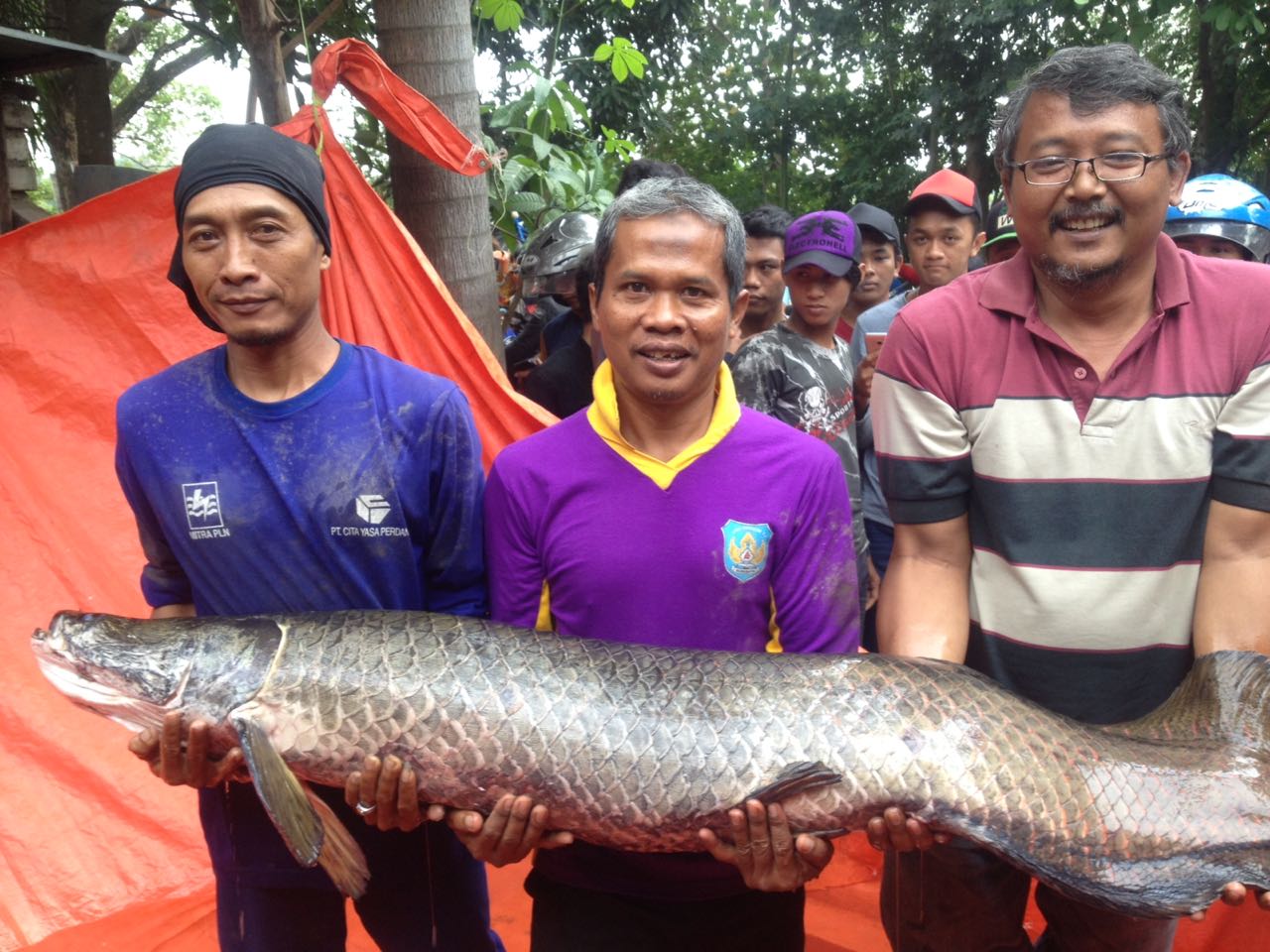 15 Fakta Arapaima Gigas, ikan air tawar terbesar yang hebohkan warga