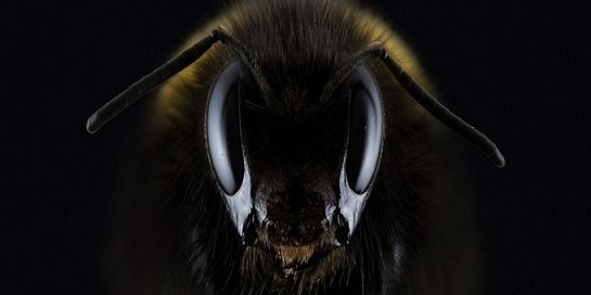 Ekspresi 3 lebah dilihat dari jarak dekat, mengerikan banget
