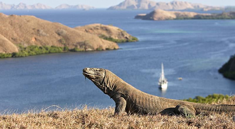 5 Fakta unik Pulau Komodo, makin kebelet kesana
