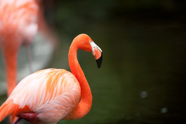 Setelah 15 tahun, burung Flamingo Andes yang langka bertelur kembali