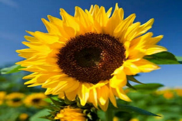 Menakjubkan 25 Bunga Matahari Raksasa  Koleksi Bunga  HD