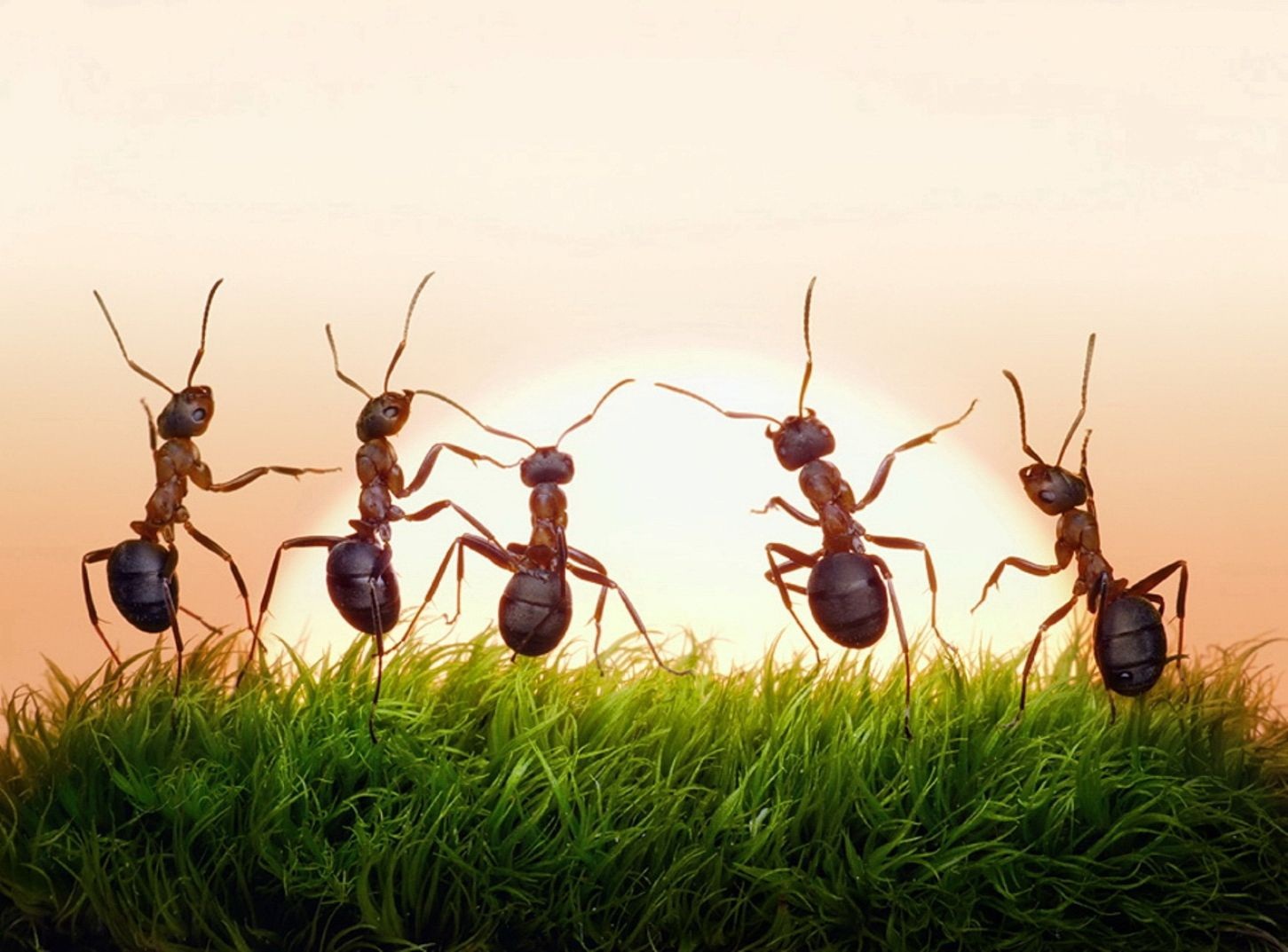5 Hal yang bisa kamu pelajari dari seekor semut