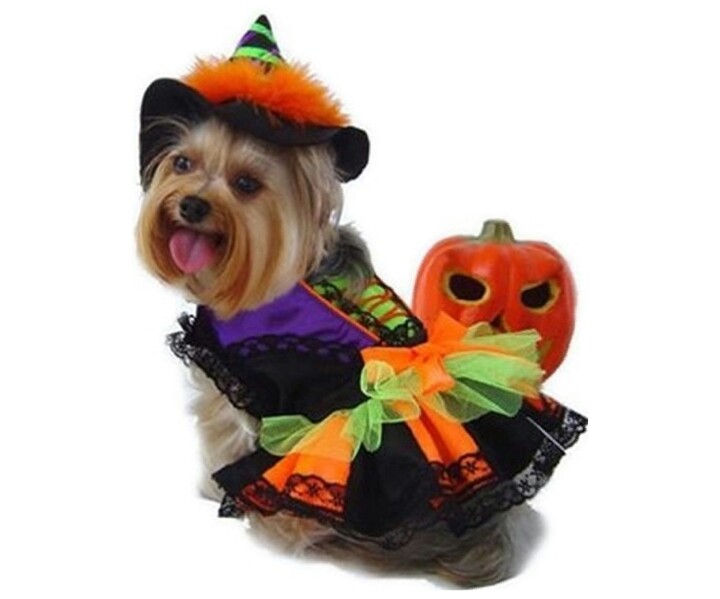 Gini cara anjing merayakan Hallowen, kostumnya bikin gemas!