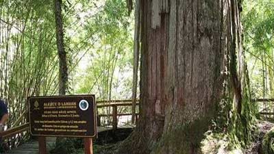 Inilah daftar 6 pohon tertua di dunia, usianya capai ribuan tahun lho