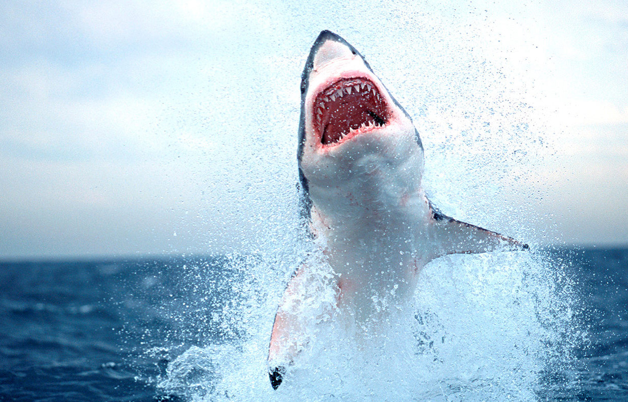 5 Fakta Great White Shark, hiu putih besar yang banyak muncul di film