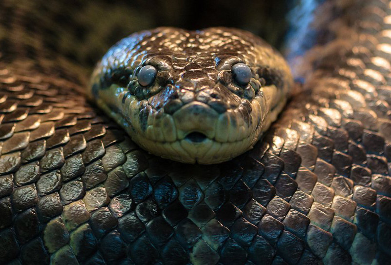 5 Fakta unik Anaconda, ular besar yang sering nongol di film