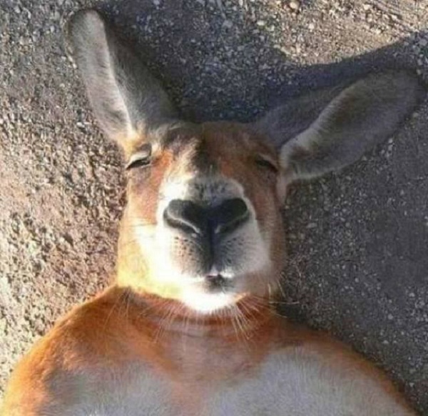 10 Foto ini buktikan hewan lebih hebat dalam selfie dibanding manusia