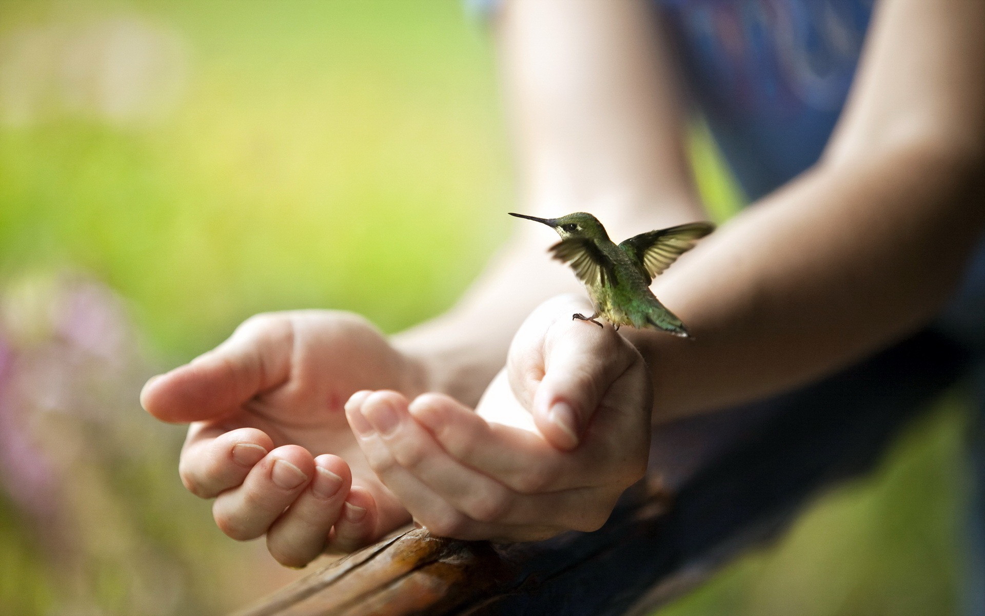8 Fakta mengenai Hummingbird, burung terkecil di dunia yang memesona