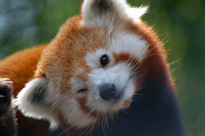 10 Potret gemas Panda Merah ini imutnya kebangetan, bikin harimu ceria