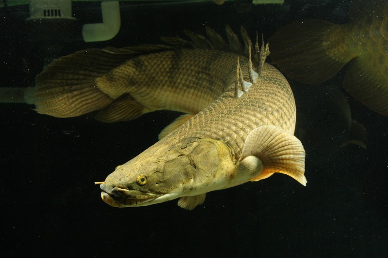 Mengenal Polypterus, ikan hias primitif ini terlihat sangar & memesona