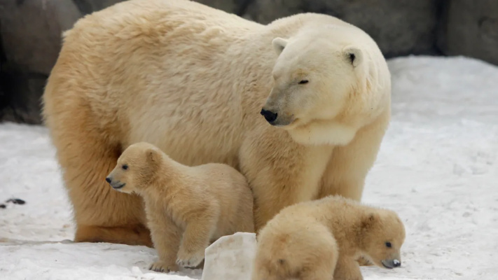 Beruang Kutub yang kelaparan serang pemukiman penduduk di Russia