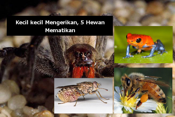 Meski Berukuran Kecil 5 Hewan Ini Termasuk Mematikan