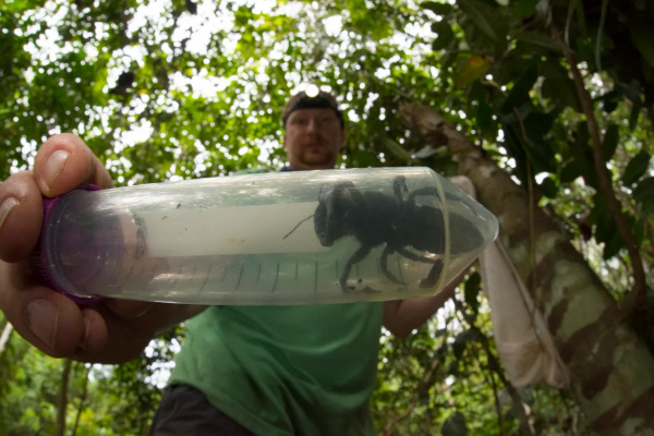 Dianggap punah, lebah hitam terbesar di dunia ditemukan kembali