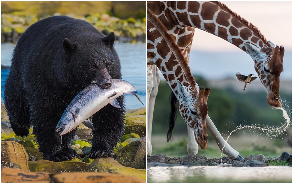 18 Foto hewan dari kontes National Geographic Instagram Photography