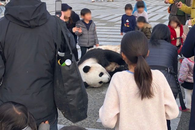 Panda yang berkeliaran di jalanan ini hebohkan media sosial Jepang