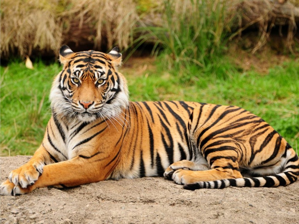 10 Hewan di dunia ini terancam punah, banyak yang dari Indonesia