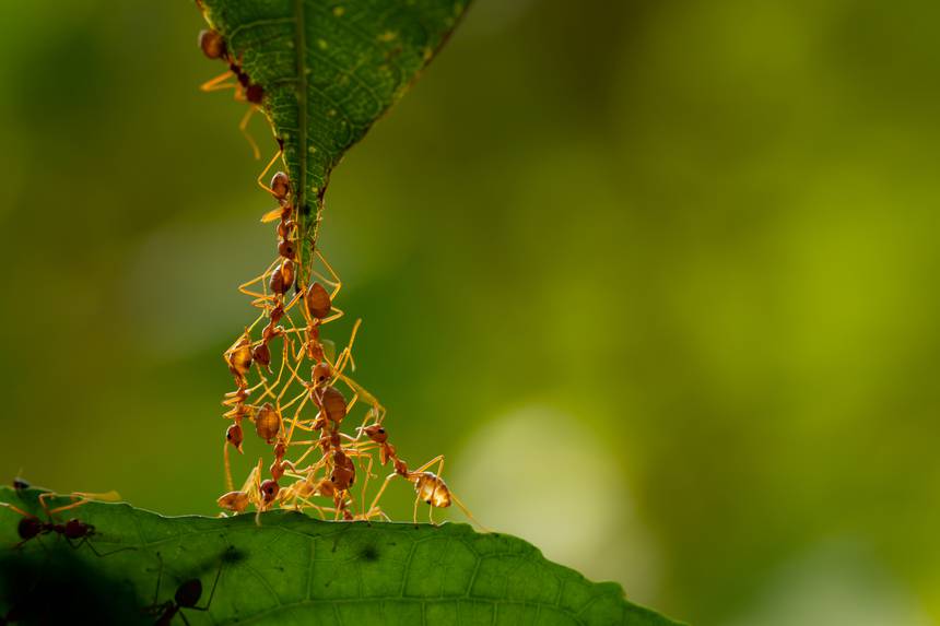 6 Fakta keren semut, tak terluka meski dilempar dari ketinggian