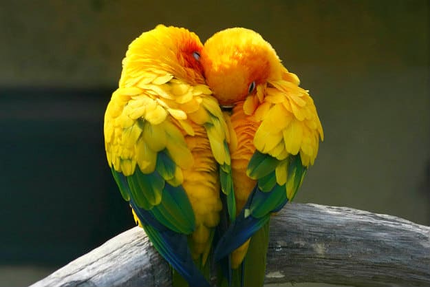 Lovebird, burung simbol cinta dan kasih sayang abadi