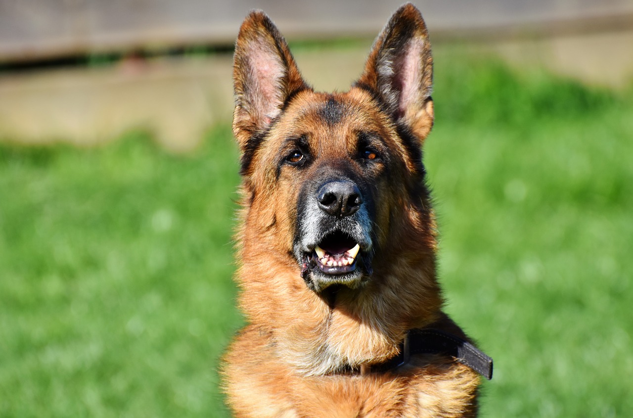 Jika Tak Dilatih Dengan Benar 5 Jenis Anjing Ini Bahaya Bagi Man