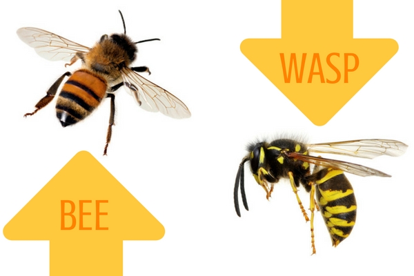 Kenali lebih dalam 4 perbedaan lebah dan tawon
