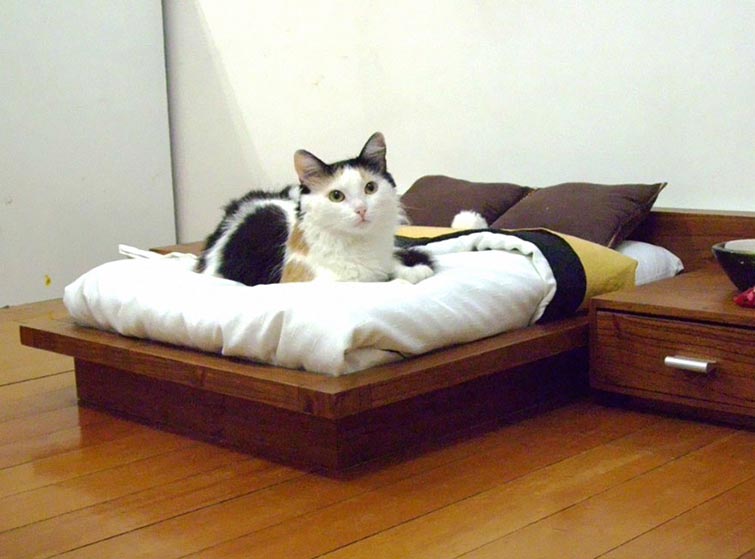 8 Ide furniture keren ini cocok buat para pencinta kucing
