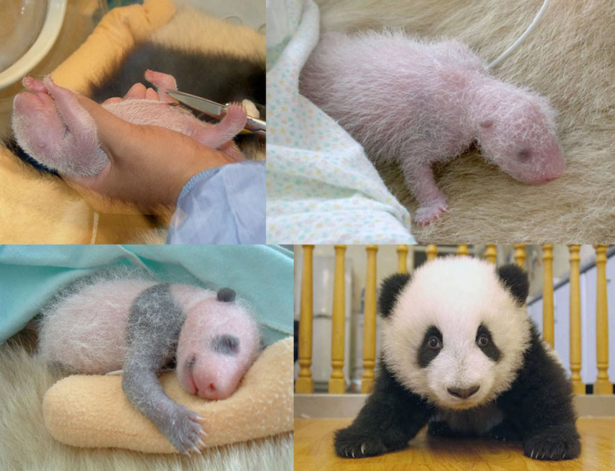 6 Foto Perkembangan Bayi Panda Dari Lahir Sampai Bisa Berjalan
