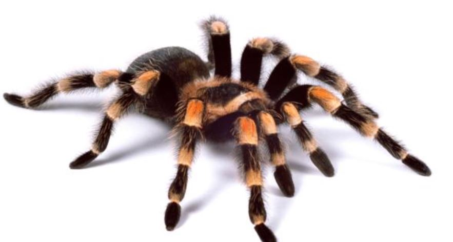 10 Laba-laba paling mematikan di dunia ini perlu diwaspadai