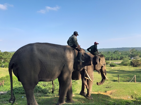 Berwisata dan belajar di Pusat Latihan Gajah Seblat, Bengkulu