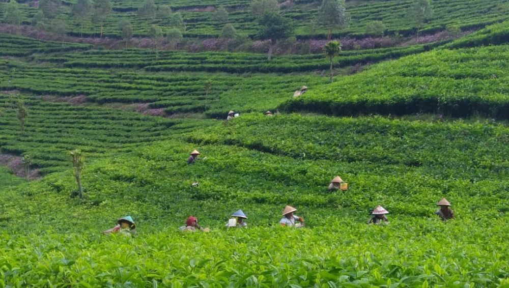 6 Fakta menarik Kaligua Paguyangan  wisata  kebun teh 