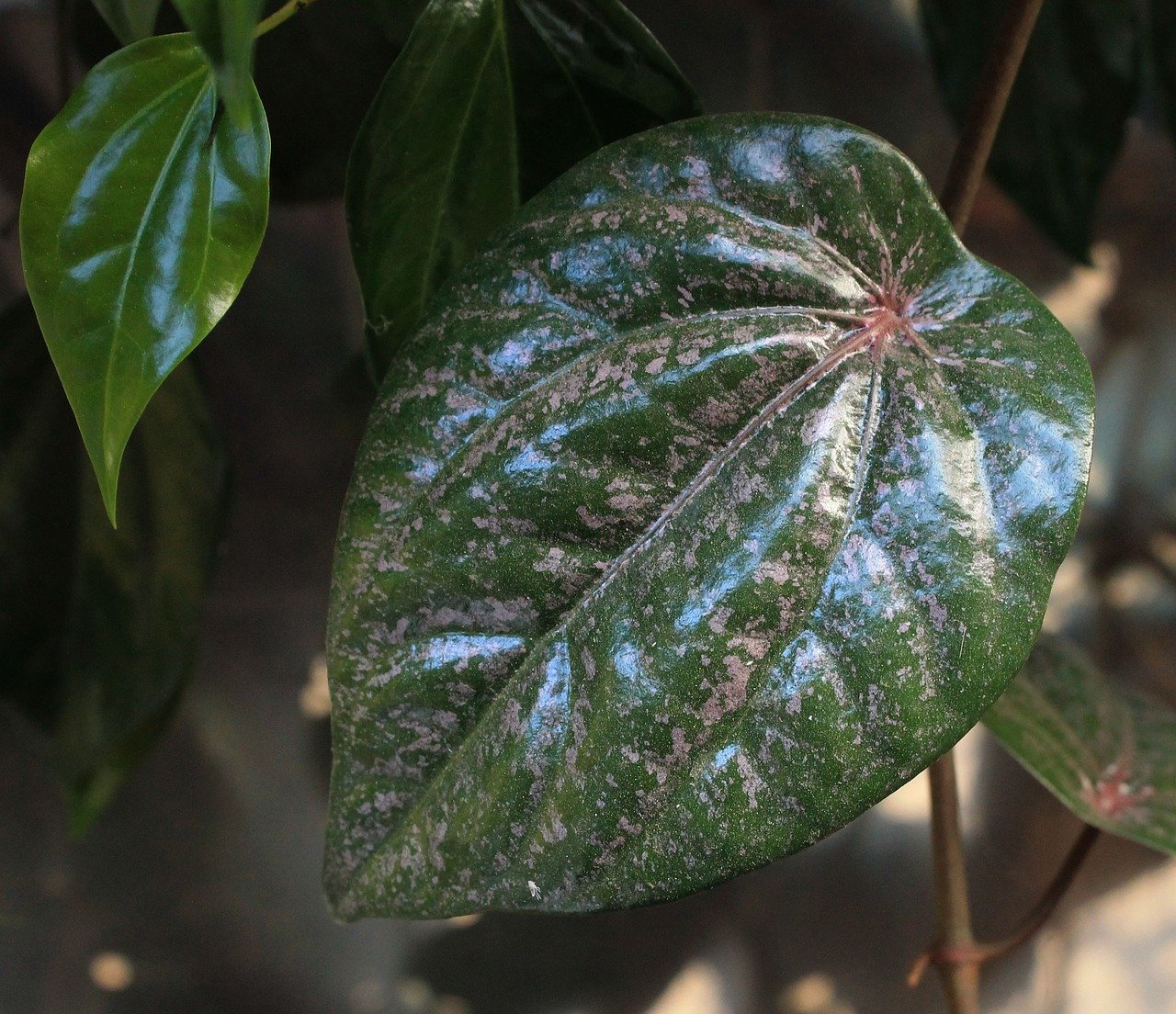 5 Manfaat luar biasa daun sirih merah, bisa mengobati beragam penyakit
