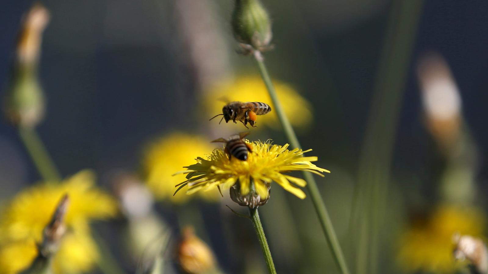 Semut & lebah ternyata juga terapkan sosial distancing, efektif banget