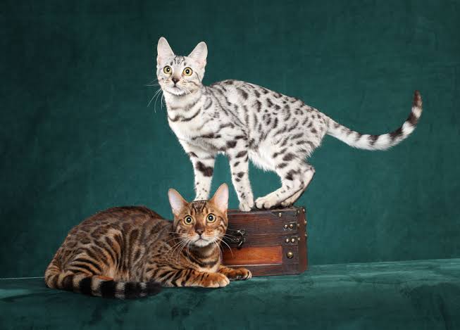 Hasil persilangan, 3 ras kucing ini menjadi idaman para cat lovers