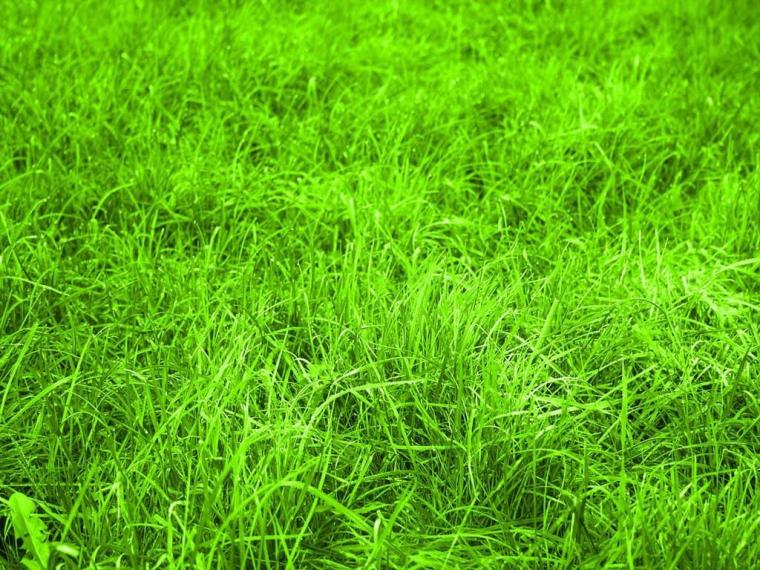 Manfaatkan bahan di dapur untuk membasmi rumput liar, mudah & efektif
