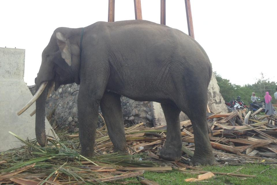 Berinteraksi dengan gajah di Pusat Latihan Gajah Seblat
