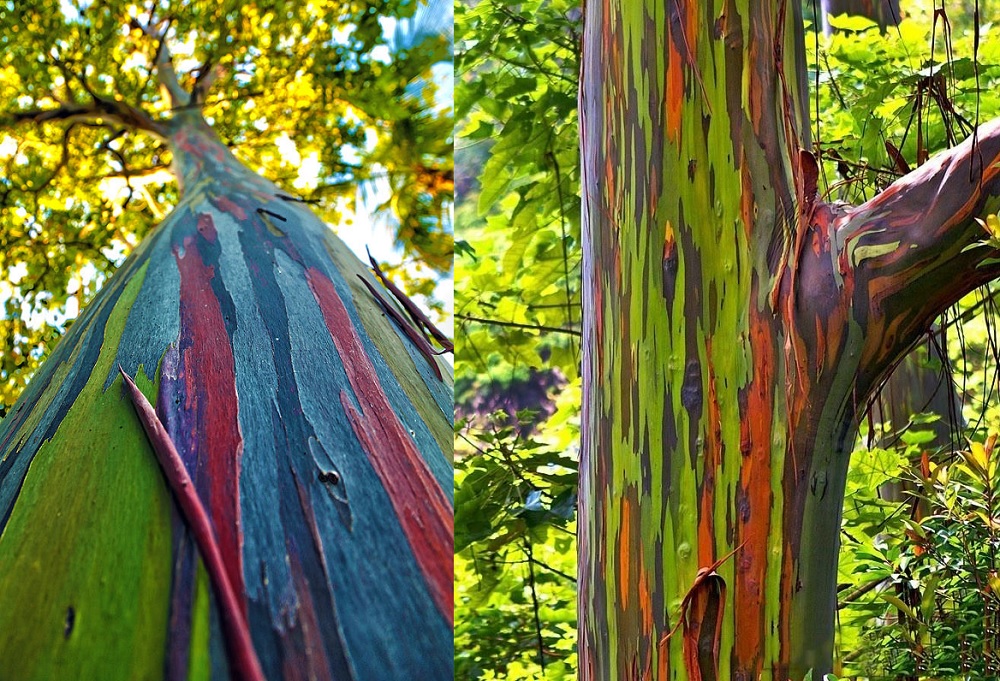 Eucalyptus Deglupta, pohon pelangi yang coraknya seperti dilukis