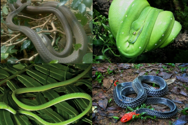 Bagaimana jalannya pernapasan pada ular