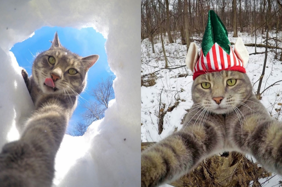 7 Potret Manny The Cat, kucing menggemaskan yang hobi selfie