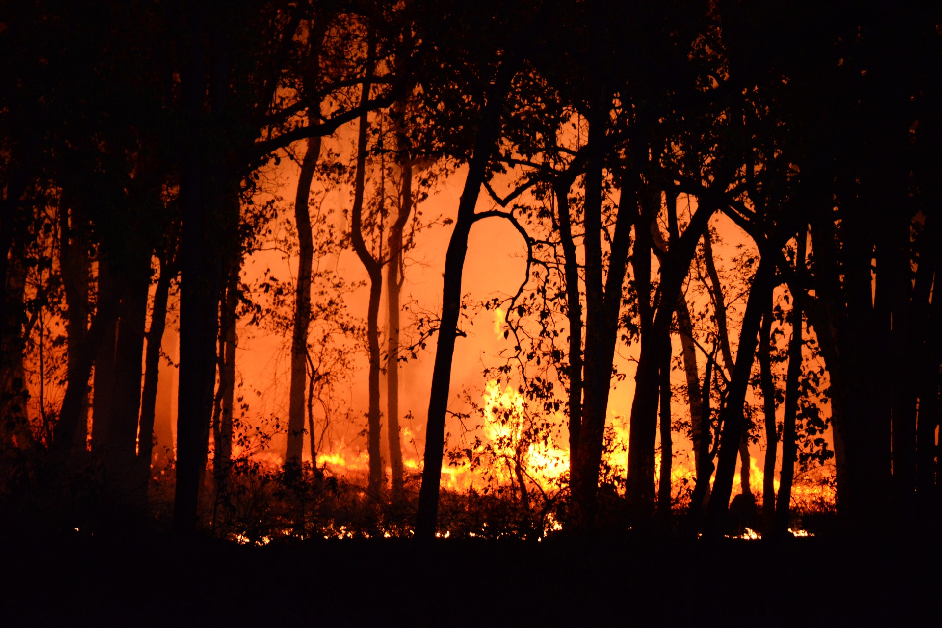 6 Perintah presiden terkait pencegahan kebakaran hutan dan lahan