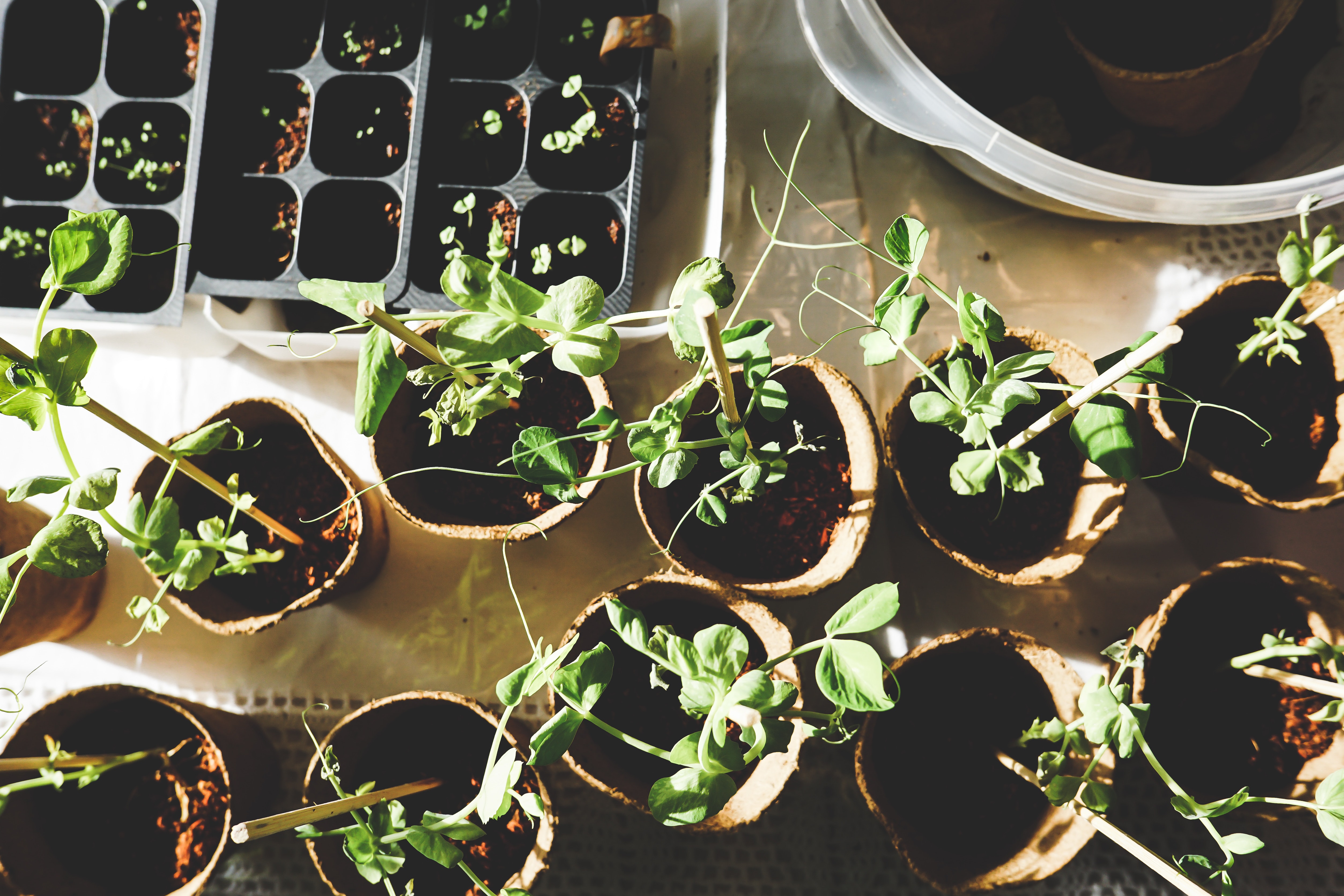 Manfaat berkebun dan merawat tanaman hias bagi kesehatan mental lansia