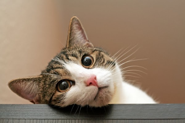10 Perilaku kucing yang sebenarnya isyarat untuk wajib kita mengerti