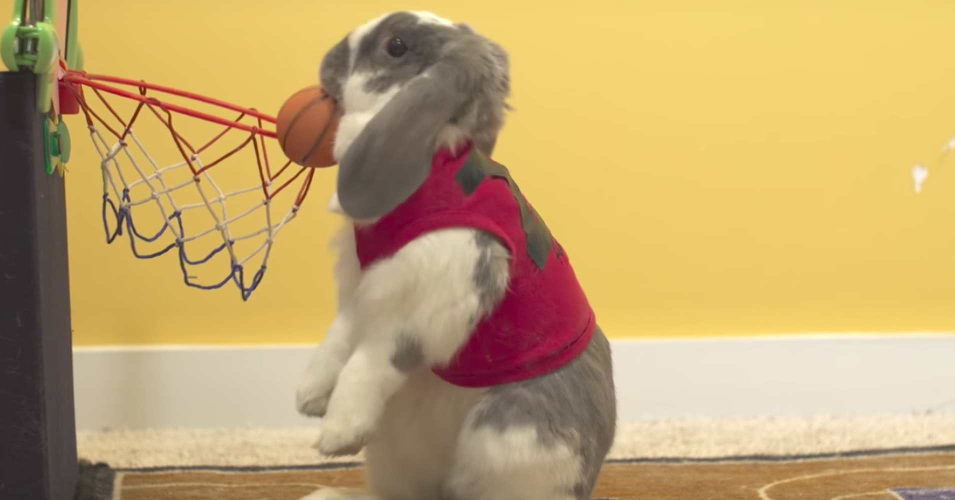 Kelinci Pemegang rekor dunia slam dunk basket